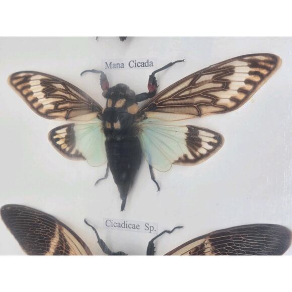 Real Cicada Insect Taxidermy Entomology In Display Wooden Shadowbox 5 Specimen - Picture 8 of 13